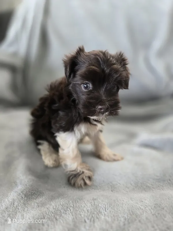 AKC Ava's Girl, TEXT 520-254-7407  – Havanese puppy for sale in Casa Grande, AZ