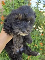 Lily's Havapoo Boy, a female Poodle - Miniature  for sale in Casa Grande, AZ – Photo 7 of 8