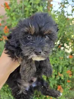 Lily's Havapoo Boy, a female Poodle - Miniature  for sale in Casa Grande, AZ – Photo 1 of 8
