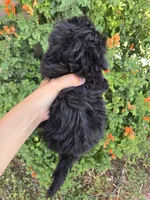 Lily's Havapoo Boy, a female Poodle - Miniature  for sale in Casa Grande, AZ – Photo 8 of 8