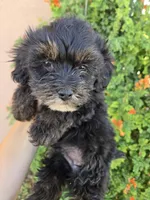 Lily's Havapoo Boy, a female Poodle - Miniature  for sale in Casa Grande, AZ – Photo 5 of 8