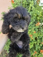 Lily's Havapoo Boy, a female Poodle - Miniature  for sale in Casa Grande, AZ – Photo 6 of 8