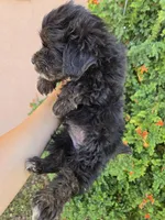 Lily's Havapoo Boy, a female Poodle - Miniature  for sale in Casa Grande, AZ – Photo 4 of 8