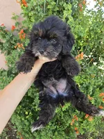 Lily's Havapoo Boy, a female Poodle - Miniature  for sale in Casa Grande, AZ – Photo 3 of 8
