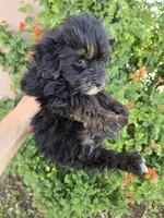 Lily's Havapoo Boy, a female Poodle - Miniature  for sale in Casa Grande, AZ – Photo 2 of 8