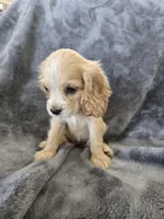 AKC Dora's Buff Girl, TEXT 520-254-7407, a female Cocker Spaniel for sale in Casa Grande, AZ – 7 of 10