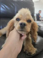 AKC Katelyn's Darker Buff Girl, a female Cocker Spaniel for sale in Casa Grande, AZ – 8 of 10