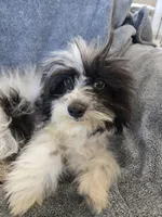 AKC Black & White Female, TEXT 520-254-7407, a female Havanese for sale in Casa Grande, AZ – 8 of 10