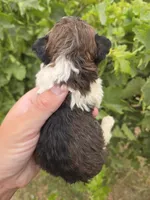 AKC Daisy's Bicolor Boy, a male Havanese for sale in Casa Grande, AZ – 5 of 7