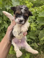 AKC Daisy's Bicolor Boy, a male Havanese for sale in Casa Grande, AZ – 4 of 7