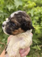 AKC Daisy's Bicolor Boy, a male Havanese for sale in Casa Grande, AZ – 6 of 7