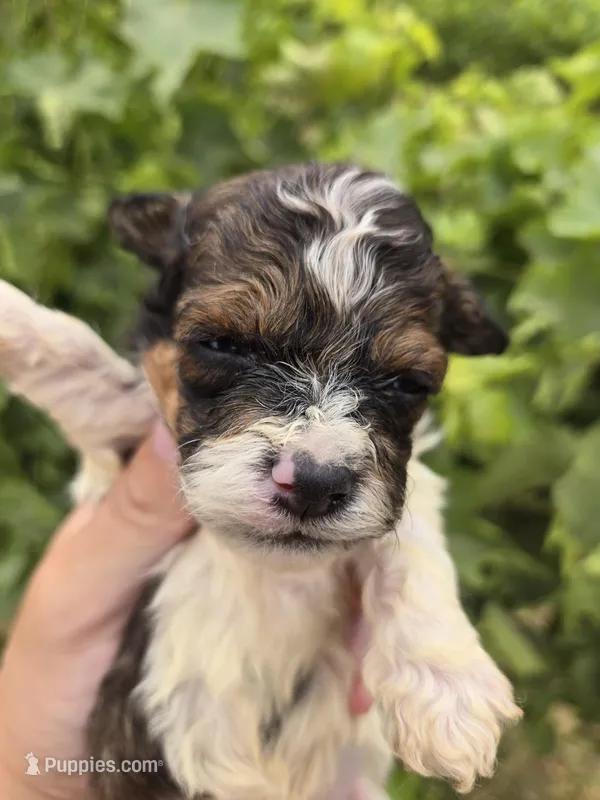 AKC Daisy's Bicolor Boy – Havanese puppy for sale in Casa Grande, AZ