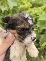 AKC Daisy's Bicolor Boy, a male Havanese for sale in Casa Grande, AZ – 2 of 7