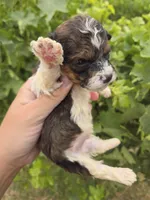 AKC Daisy's Bicolor Boy, a male Havanese for sale in Casa Grande, AZ – 3 of 7