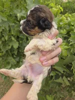 AKC Daisy's Bicolor Boy, a male Havanese for sale in Casa Grande, AZ – 7 of 7