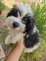 AKC Black & White Female, a female Havanese for sale in Casa Grande, AZ – 7 of 9