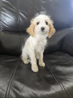 AKC Female, TEXT 520-254-7407, a female Poodle - Miniature  for sale in Casa Grande, AZ – 2 of 9