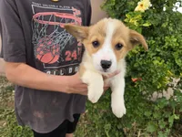 AKC Twix's Girl 3, a female Pembroke Welsh Corgi for sale in Casa Grande, AZ – Photo 2 of 10