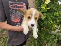 AKC Twix's Girl 3, a female Pembroke Welsh Corgi for sale in Casa Grande, AZ – Photo 6 of 10