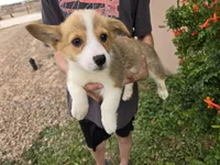 AKC Twix's Girl 3, a female Pembroke Welsh Corgi for sale in Casa Grande, AZ – Photo 3 of 10