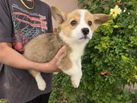 AKC Twix's Girl 3, a female Pembroke Welsh Corgi for sale in Casa Grande, AZ – Photo 7 of 10