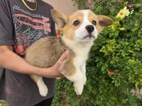 AKC Twix's Girl 3, a female Pembroke Welsh Corgi for sale in Casa Grande, AZ – Photo 1 of 10