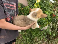 AKC Twix's Girl 3, a female Pembroke Welsh Corgi for sale in Casa Grande, AZ – Photo 8 of 10