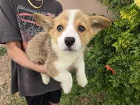 AKC Twix's Girl 3, a female Pembroke Welsh Corgi for sale in Casa Grande, AZ – Photo 5 of 10