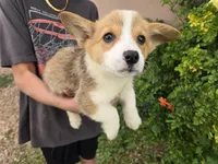 AKC Twix's Girl 3, a female Pembroke Welsh Corgi for sale in Casa Grande, AZ – Photo 4 of 10