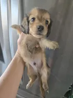 AKC Angel's Sable Male, TEXT 520-254-7407, a male Dachshund for sale in Casa Grande, AZ – 3 of 9