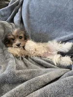 AKC Daisy's Bicolor Boy, TEXT 520-254-7407, a male Havanese for sale in Casa Grande, AZ – 8 of 10