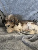AKC Daisy's Bicolor Boy, TEXT 520-254-7407, a male Havanese for sale in Casa Grande, AZ – 6 of 10