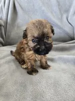 AKC Skye's Boy 2, TEXT 520-254-7407 , a male Havanese for sale in Casa Grande, AZ – 3 of 10