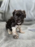 AKC Ava's Girl, TEXT 520-254-7407 , a female Havanese for sale in Casa Grande, AZ – 2 of 10