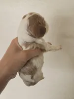 AKC Isabel's Blenheim Girl, a female Cavalier King Charles Spaniel for sale in Casa Grande, AZ – Photo 2 of 3