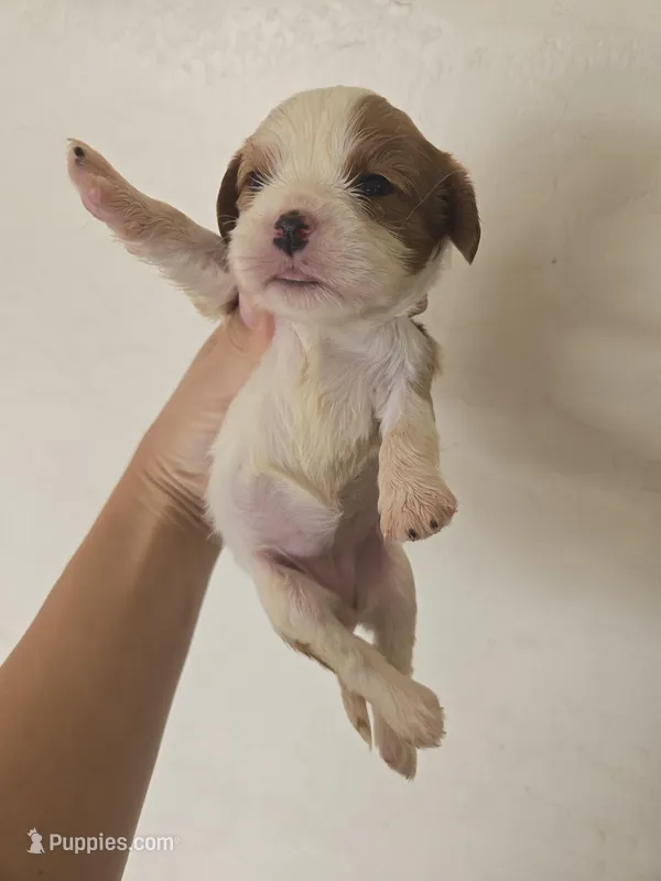 AKC Isabel's Blenheim Girl – Cavalier King Charles Spaniel puppy for sale in Casa Grande, AZ