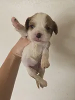 AKC Isabel's Blenheim Girl, a female Cavalier King Charles Spaniel for sale in Casa Grande, AZ – Photo 3 of 3