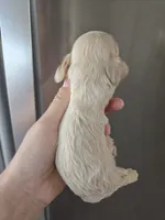 AKC Dora's Buff Girl, a female Cocker Spaniel for sale in Casa Grande, AZ – 4 of 10