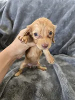AKC Red Female, TEXT 520-254-7407, a female Dachshund for sale in Casa Grande, AZ – 2 of 10