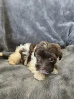 AKC Parti Girl 2, TEXT 520-254-7407, a female Havanese for sale in Casa Grande, AZ – 3 of 10