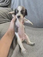AKC Long Hair Dapple Girl - TEXT 520-254-7407 , a female Dachshund for sale in Casa Grande, AZ – 2 of 10