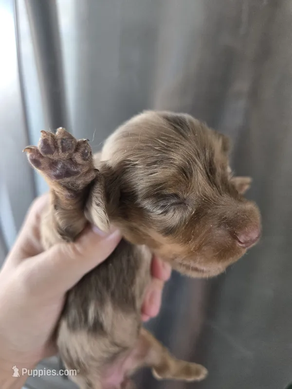 AKC Pepper's Chocolate Dapple Girl, TEXT 520-254-7407  – Dachshund puppy for sale in Casa Grande, AZ