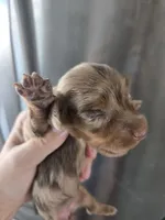 AKC Pepper's Chocolate Dapple Girl, TEXT 520-254-7407 , a female Dachshund for sale in Casa Grande, AZ – 1 of 8