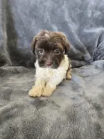 AKC Parti Girl 2, TEXT 520-254-7407, a female Havanese for sale in Casa Grande, AZ – 2 of 10