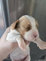 AKC Blenheim Female - TEXT 520-254-7407 , a female Cavalier King Charles Spaniel for sale in Casa Grande, AZ – 4 of 9