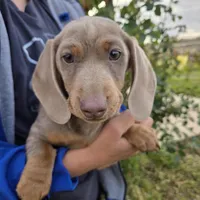 AKC Chocolate Isabella Girl, a female Dachshund for sale in Casa Grande, AZ – Photo 3 of 7