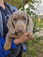 AKC Chocolate Isabella Girl, a female Dachshund for sale in Casa Grande, AZ – Photo 3 of 7