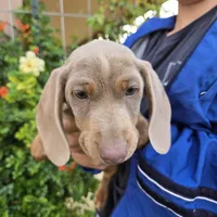 AKC Chocolate Isabella Girl, a female Dachshund for sale in Casa Grande, AZ – Photo 4 of 7