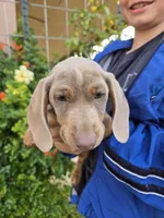 AKC Chocolate Isabella Girl, a female Dachshund for sale in Casa Grande, AZ – Photo 4 of 7