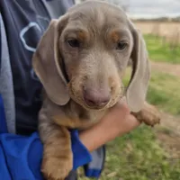 AKC Chocolate Isabella Girl, a female Dachshund for sale in Casa Grande, AZ – Photo 2 of 7